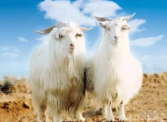 wool and cashmere wool and cashmere