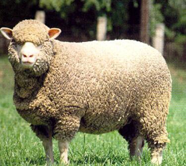 Qual é o melhor tipo de lã Merino?